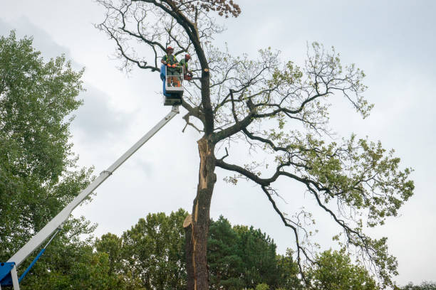 Reliable Hollidaysburg, PA Tree Service Solutions